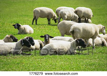 Stock Photo - Flock of sheep resting and grazing. Fotosearch