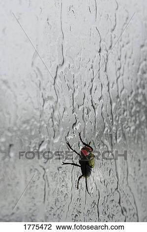 Fly on rain covered window View Large Photo Image Stock Image - Fly on rain covered window. Fotosearch