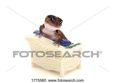 Stock Image - Gecko lounging on couch. Fotosearch