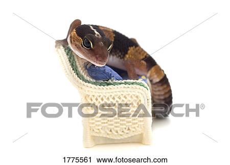 gecko lounging on couch View Large Photo Image Stock Image - gecko lounging on couch. Fotosearch