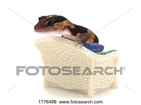 Gecko on a tiny chair View Large Photo Image Stock Photo - Gecko on a tiny chair. Fotosearch
