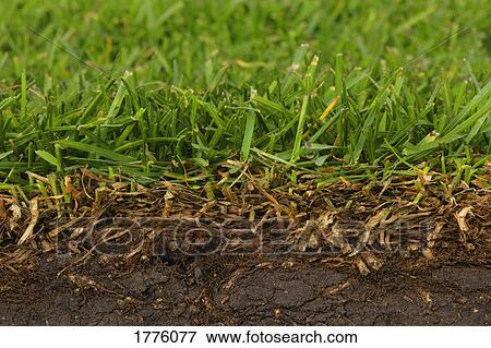 Grass at sod farm View Large Photo Image Stock Photo - Grass at sod farm. Fotosearch