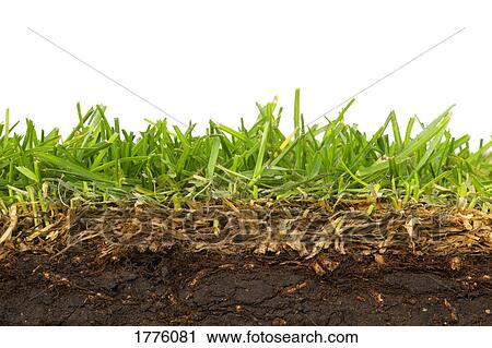 Stock Image - Grass roots and dirt. Fotosearch