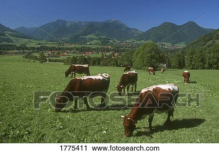 Grazing cattle View Large Photo Image Stock Image - Grazing cattle. Fotosearch