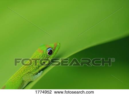 Stock Image - Green Gecko. Fotosearch