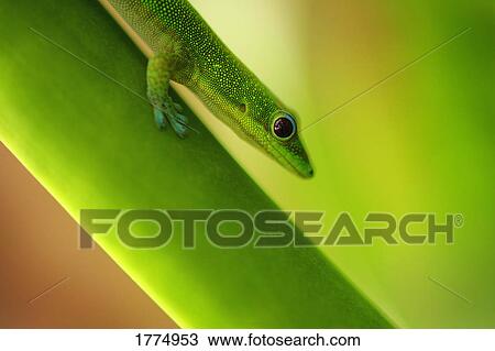 Green Gecko View Large Photo Image Stock Image - Green Gecko. Fotosearch