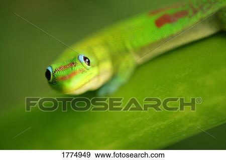 Green Gecko View Large Photo Image Stock Photo - Green Gecko. Fotosearch