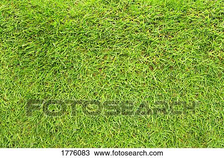 Green grass View Large Photo Image Stock Image - Green grass. Fotosearch