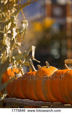 Stock Photograph - Harvested pumpkins. Fotosearch