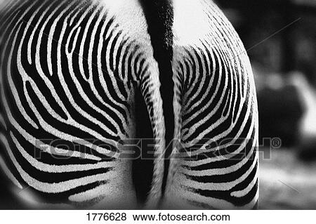 Haunches of a zebra View Large Photo Image Stock Photo - Haunches of a zebra. Fotosearch