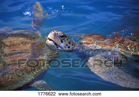 Stock Image - Hawksbill sea turtle. Fotosearch