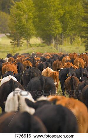 Herd of cattle in Southern Alberta Canada View Large Photo Image Stock Photograph - Herd of cattle in Southern Alberta Canada. Fotosearch