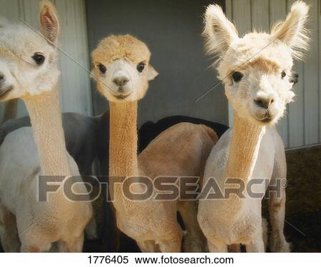 Herd of young lamas View Large Photo Image Stock Photography - Herd of young lamas. Fotosearch