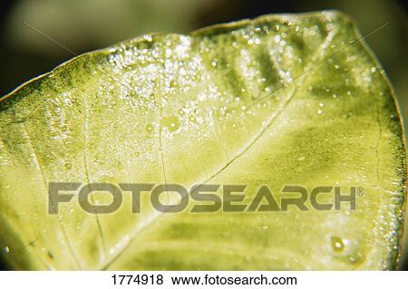Houseplant leaf View Large Photo Image Stock Photo - Houseplant leaf. Fotosearch