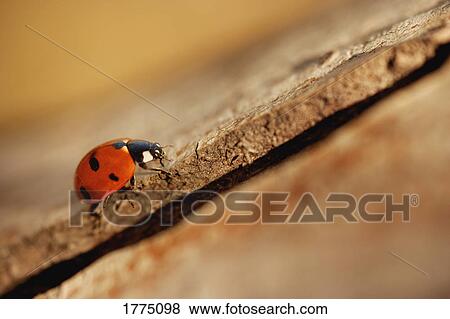 Ladybird crawling View Large Photo Image Stock Photo - Ladybird crawling. Fotosearch