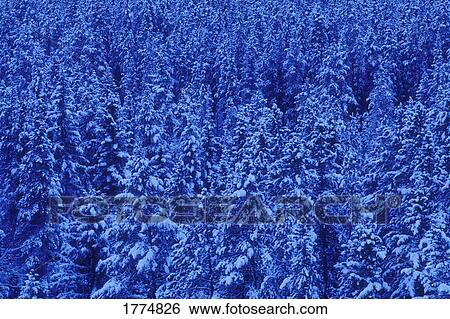 Stock Photograph - Large blue forest. Fotosearch