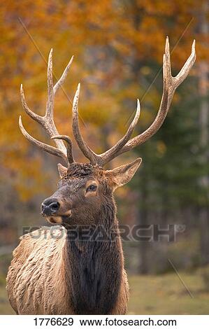 Large elk in Jasper National Park Alberta Canada View Large Photo Image Stock Photo - Large elk in Jasper National Park Alberta Canada. Fotosearch