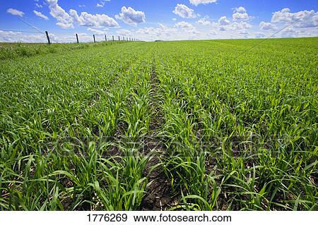 Large fields of green crop View Large Photo Image Stock Photo - Large fields of green crop. Fotosearch