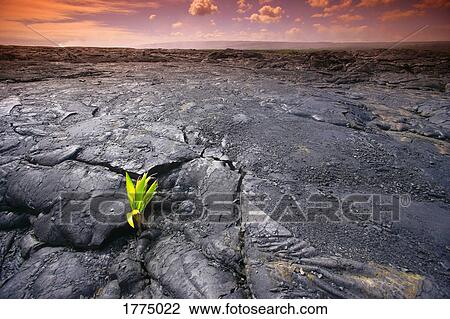 Lava rock with plant View Large Photo Image Stock Image - Lava rock with plant. Fotosearch