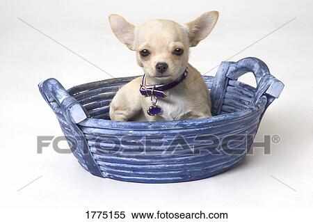 Stock Photography - Miniature Chihuahua. Fotosearch