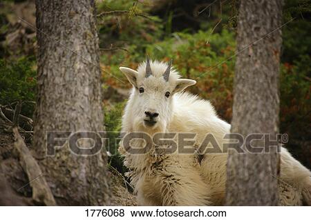 Stock Photo - Mountain goat. Fotosearch