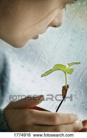 Nurturing a plant View Large Photo Image Stock Photograph - Nurturing a plant. Fotosearch