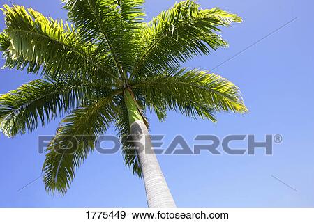 Palm tree View Large Photo Image Stock Photo - Palm tree. Fotosearch