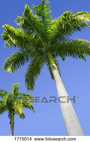 Picture - Palm trees. Fotosearch