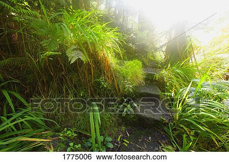 Path through lush plants View Large Photo Image Stock Photograph - Path through lush plants. Fotosearch