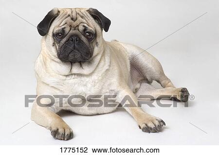 Pedigree pug dog View Large Photo Image Stock Image - Pedigree pug dog. Fotosearch