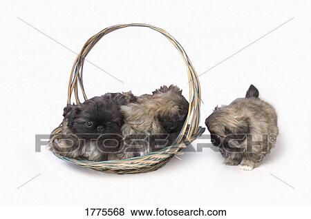 Stock Photo - Pekingese puppies in basket. Fotosearch