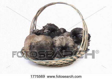 Pekingese puppies in basket View Large Photo Image Stock Photo - Pekingese puppies in basket. Fotosearch