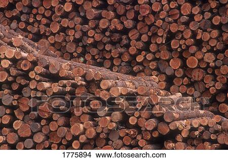 Pile of logs View Large Photo Image Picture - Pile of logs. Fotosearch