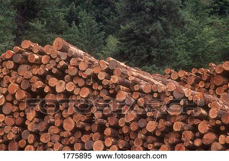 Stock Photography - Pile of logs. Fotosearch