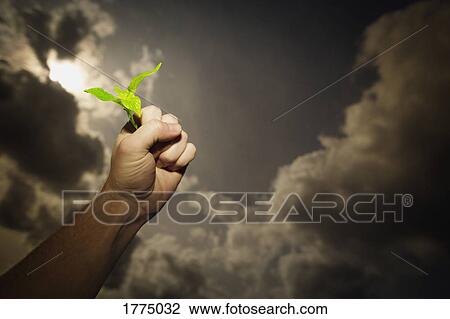 Stock Image - Plant in clenched hand being held against sky. Fotosearch