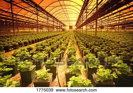 Stock Photo - Plants being grown in a commercial greenhouse. Fotosearch