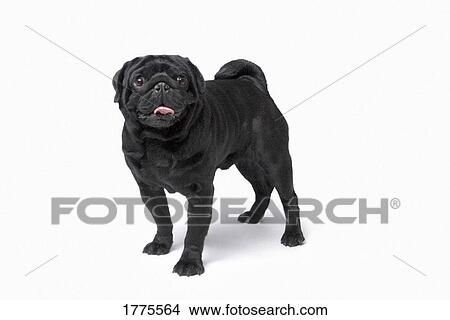 Picture - pug dog. Fotosearch