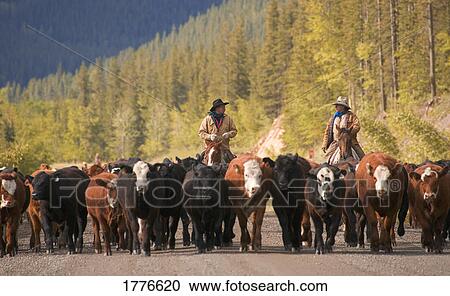 Round up of cattle Southern Alberta Canada View Large Photo Image Stock Image - Round up of cattle Southern Alberta Canada. Fotosearch