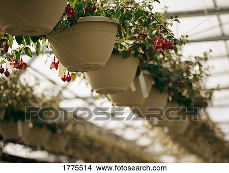 Picture - Row of hanging baskets. Fotosearch