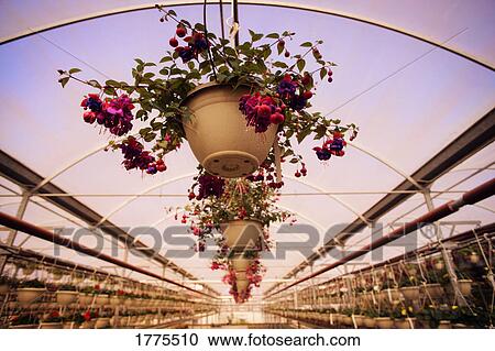 Row of hanging baskets View Large Photo Image Stock Image - Row of hanging baskets. Fotosearch