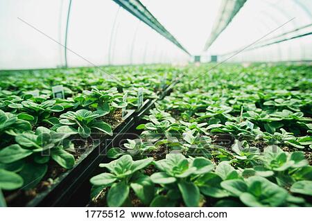 Rows of commercially grown plants View Large Photo Image Stock Image - Rows of commercially grown plants. Fotosearch