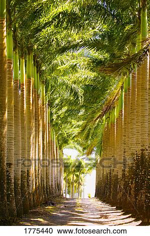 Stock Image - Rows of palm trees. Fotosearch