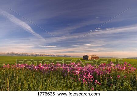 Rural landscape in Southern Alberta Canada View Large Photo Image Stock Photography - Rural landscape in Southern Alberta Canada. Fotosearch