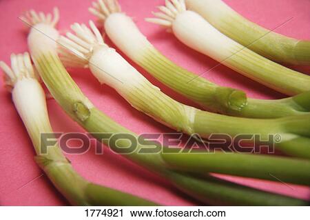 Stock Image - Scallions. Fotosearch