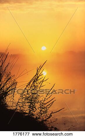 Silhouette of grasses against an amber sky View Large Photo Image Stock Photo - Silhouette of grasses against an amber sky. Fotosearch