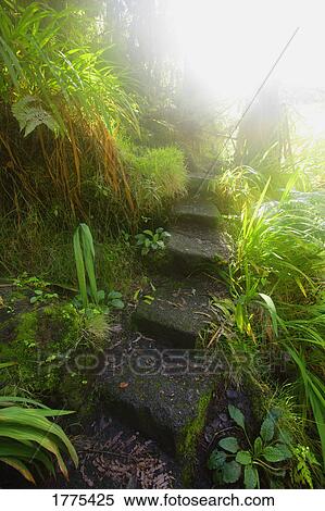 Stairway through lush plants View Large Photo Image Stock Photography - Stairway through lush plants. Fotosearch