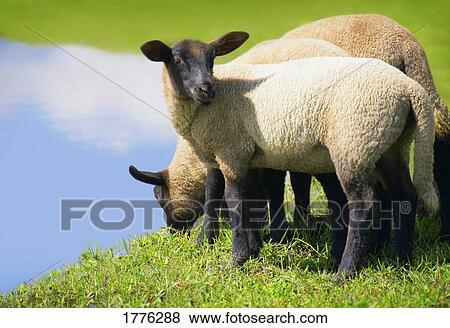 Three lambs View Large Photo Image Stock Photo - Three lambs. Fotosearch