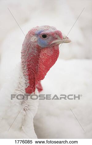 Turkey head View Large Photo Image Stock Photography - Turkey head. Fotosearch