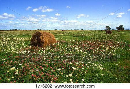 Stock Image - Wildflower meadow. Fotosearch