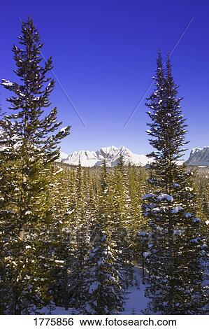 Stock Photograph - Wintry mountainous forest. Fotosearch